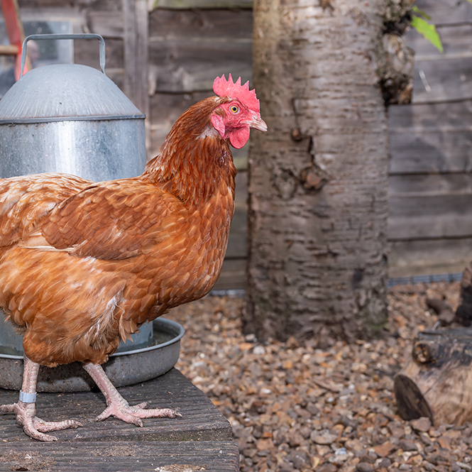 image of one of the chickens at Abbey Hey Primary Academy in side profile